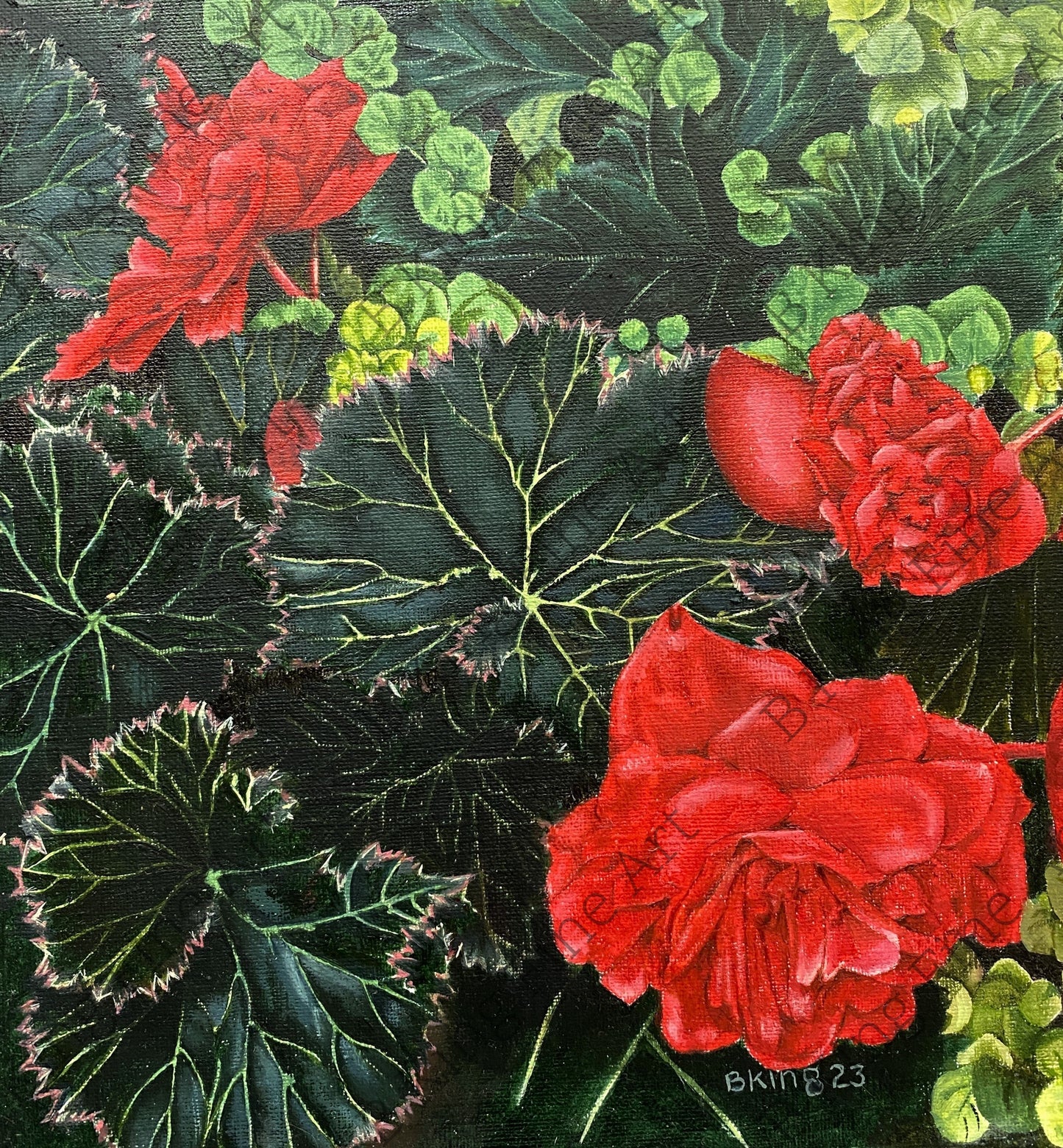 Begonias