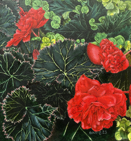 Begonias