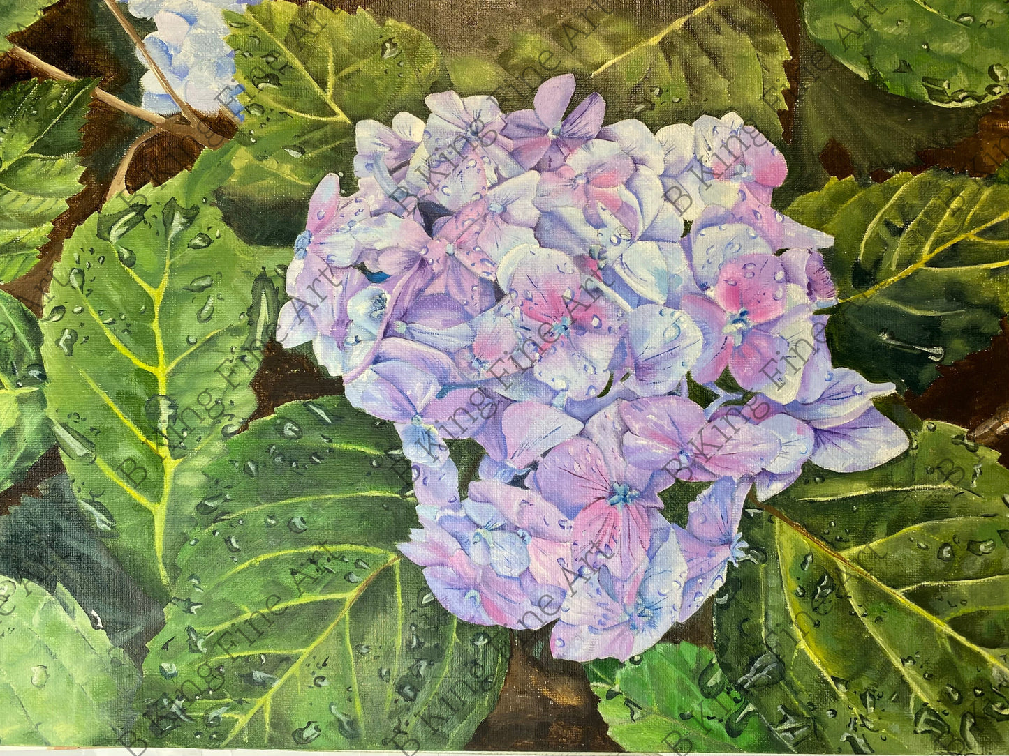 Hydrangea