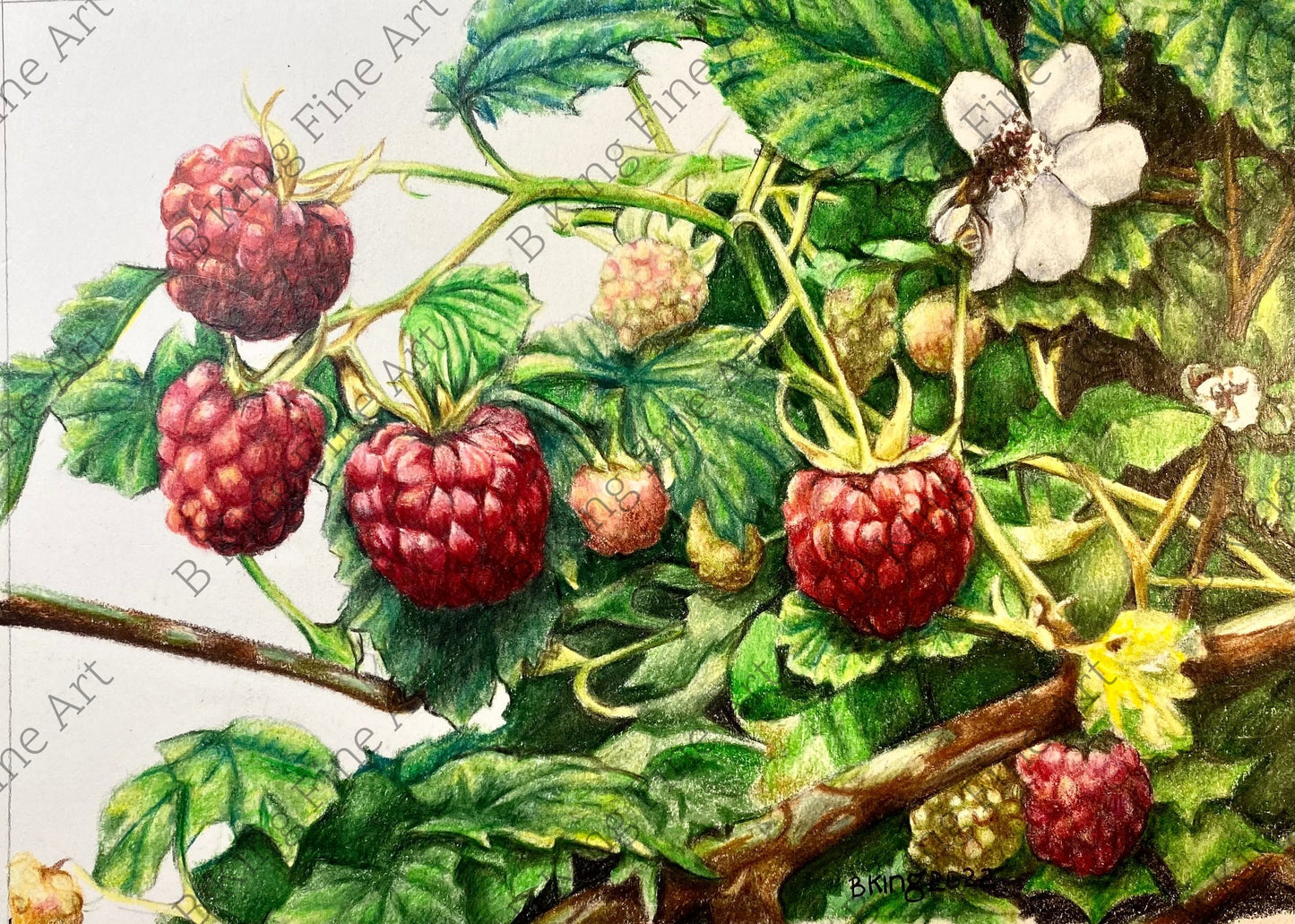 Red Raspberries