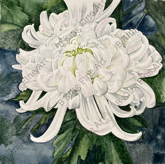 Chrysanthemum